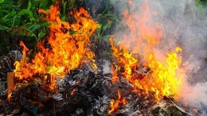 В Минэкоэнерго напомнили об ответственности за сжигание листьев 