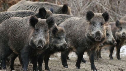 Люди боятся гонять: дикие звери устроили "свиной террор" в Черкасской области (видео)