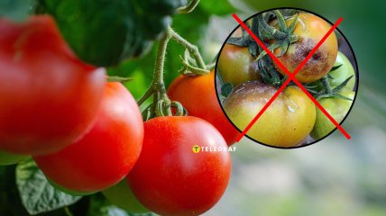 Какие сорта помидоров не боятся фитофторы