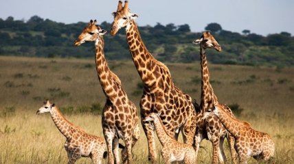 Ученые сделали новое открытие о жирафах