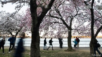 Весенняя красота: улицы Бонна украшают розовые цветы сакуры (Видео)