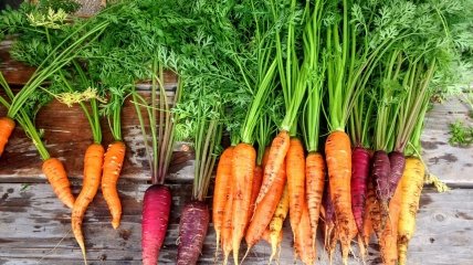 Урожай моркови будет храниться намного дольше, чем обычно