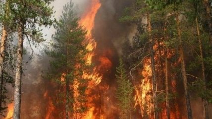 В Канаде вспыхнул лесной пожар, объявлена эвакуация
