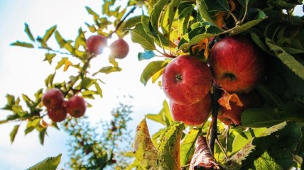 Плохие деревья–соседи для яблони