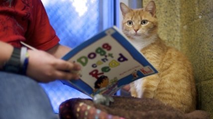 Тренируйся на кошках: бездомные животные помогают детям научиться быстро читать