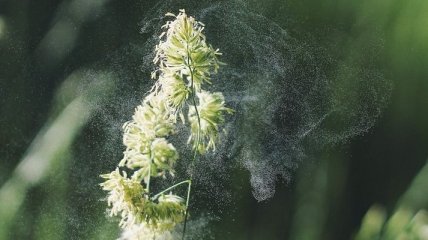Аллергия на цветение: откуда берется и как с ней бороться