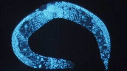 Нематоды-долгожители: ученые смогли продлить жизнь червей в пять раз 