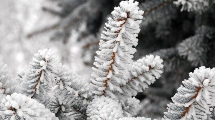 Погода в Украине на 16 января: во всех регионах ожидается снег