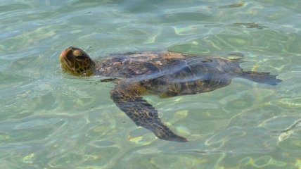 Дрон заснял самую большую миграцию зеленых черепах в мире (Видео)