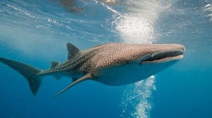 Мальдивский отель приглашает туристов изучать акул