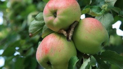 Урожай поздних сортов украинских яблок сгниет после нового года