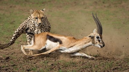 Захватывающие кадры из мира дикой природы: охота гепарда на газель (Фото)