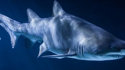 Ученые хотят пересчитать всех акул на планете