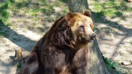 Медведь напал на девушку в лесу