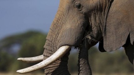 В Индии слон напал на людей