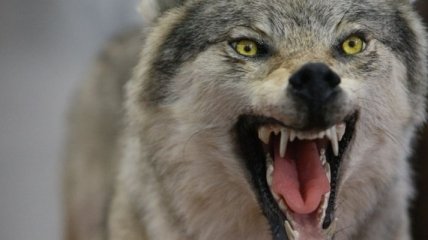 На Тернопольщине волки нападают на местных жителей 