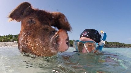 Плавающие свиньи у Багамских островов 