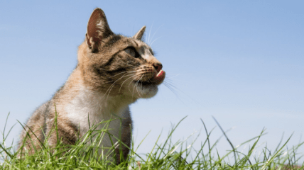 Какой церковный праздник 26 августа 2025 года — День памяти мучеников Адриана и Натальи