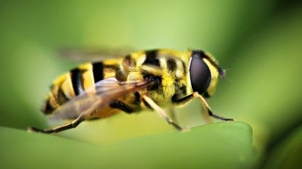 Ученые доказали, что пчелы могут общаться между собой 