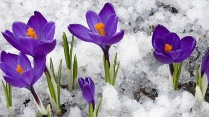 Погода в Украине 13 марта: преимущественно без осадков