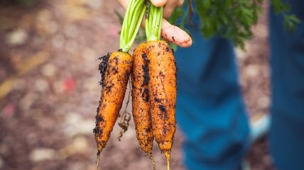 Урожай моркви