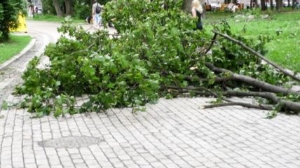 Шторм в Одессе ломает деревья и обрывает провода, есть пострадавшие