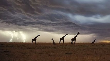 Ученые сделали удивительное открытие о жирафах