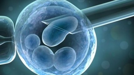 Ученым удалось создать человеческий эмбрион из стволовых клеток