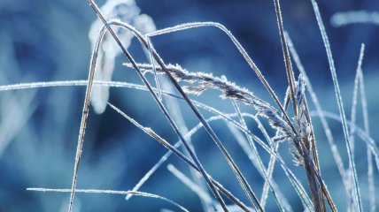 Іній на траві