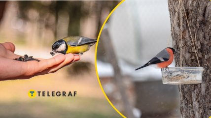 Корм для тварин