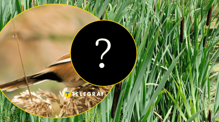 Рідкісного птаха побачили в центрі України