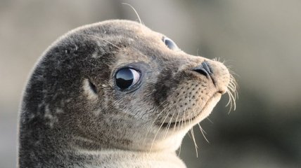 Тюлени превратились в опасных морских животных