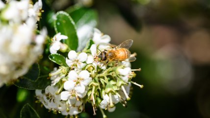 Пчелы в саду - гарантия отличного урожая