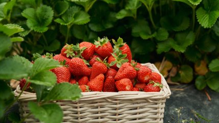 Аби зібрати смачні ягоди потрібно докласти зусиль