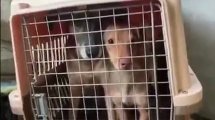 Собаки були замкнені у клітках