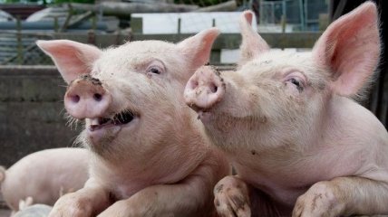 Один из крупнейших в мире производителей свинины прекратил работу
