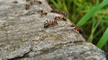 Ловушка для муравьев на участке