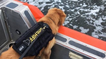 Служебный пес "обнюхался" экстази во время досмотра посетителя рейв-круиза в США