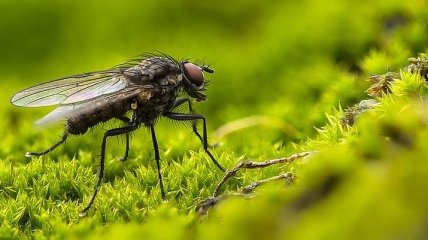 Не только бесят, но и могут быть опасными: какие угрозы могут принести мухи