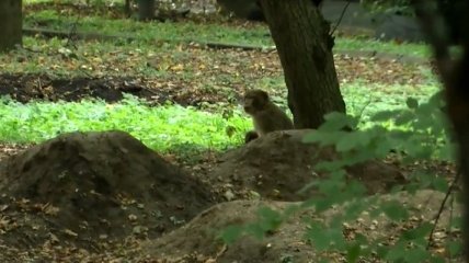 В Виннице ищут сбежавшую из зоопарка обезьяну