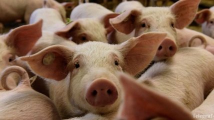 Экспорт американской свинины может сократиться