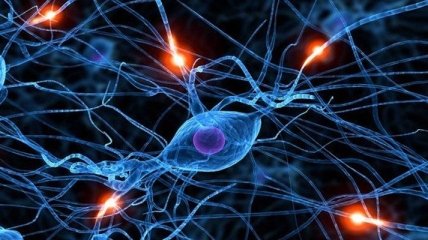 Ученые установили, что в гиппокампе пожилых образуются новые нейроны