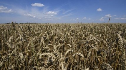 Аренда сельхозземель в Украине резко подорожала за прошлый год