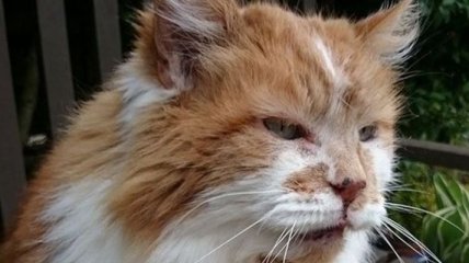 Найстаріший у світі кіт помер у Британії (Фото)