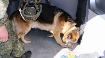 В Славянске служебный пес помог обнаружить боеприпасы в машине 