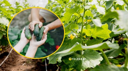 Чому огірки виростають гіркими