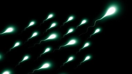 Ученые объяснили, как между собой конкурируют сперматозоиды (Видео)