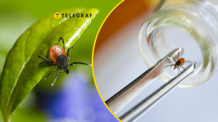 Коллаж "Телеграфа"