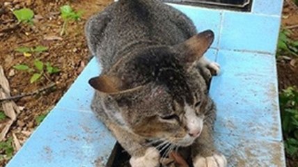 Кошка Хатико: животное уже год живет на могиле своей владелицы