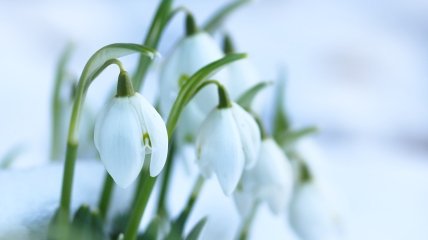 6 березня відчутно перший подих весни